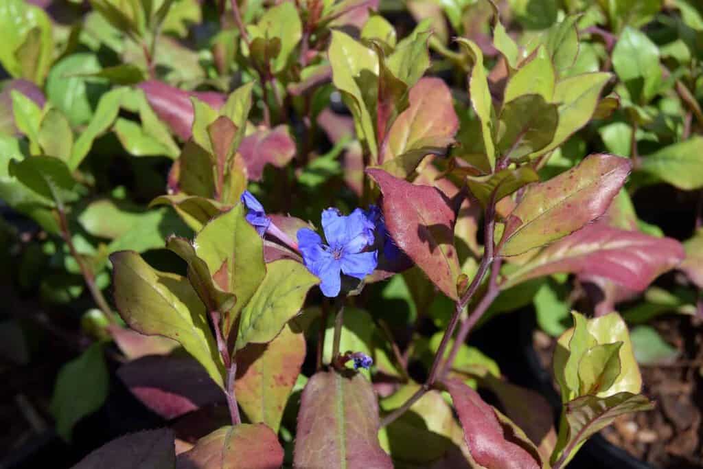 Ceratostigma plumbaginoides ---